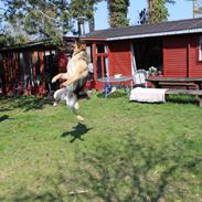 Schæferhund Mille D2