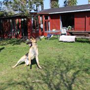 Schæferhund Mille D2