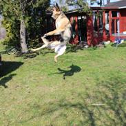 Schæferhund Mille D2