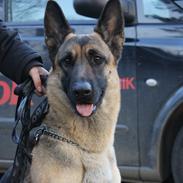 Schæferhund Mille D2