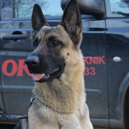 Schæferhund Mille D2