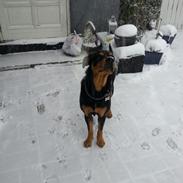 Blanding af racer Rocco