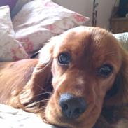 Blanding af racer Chili