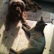 Blanding af racer Chili