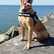 Dogue de bordeaux Suna