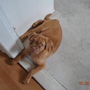 Dogue de bordeaux Suna