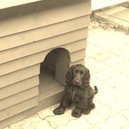 Cocker spaniel Daisy