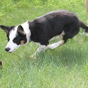 Border collie Zoey 14/3