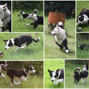 Border collie Zoey 14/3
