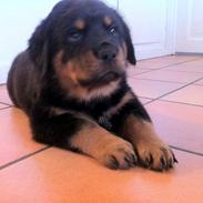 Rottweiler Milo
