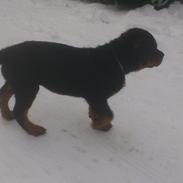 Rottweiler Milo