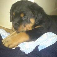 Rottweiler Milo