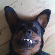 Rottweiler Milo