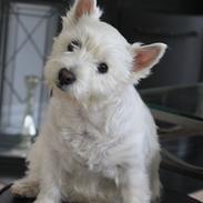 West highland white terrier Gucci