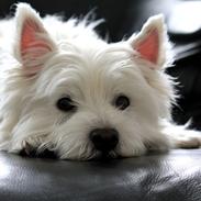 West highland white terrier Gucci