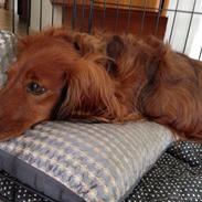 Dværggravhund Kenzo (King/Kejser)