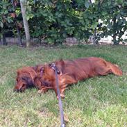 Dværggravhund Kenzo (King/Kejser)