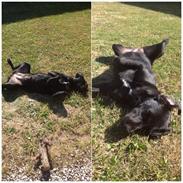 Blanding af racer Tikki