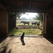 Blanding af racer Tikki