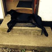 Blanding af racer Tikki