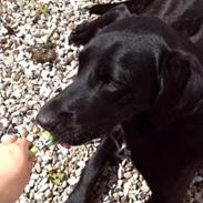 Blanding af racer Tikki