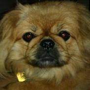 Pekingeser Karla