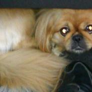 Pekingeser Karla