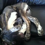 Blanding af racer Balder