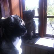 Blanding af racer Balder