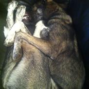 Blanding af racer Balder