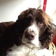 Engelsk springer spaniel Jonson