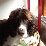 Engelsk springer spaniel Jonson