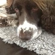 Engelsk springer spaniel Jonson