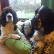 Engelsk springer spaniel Jonson