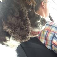 Engelsk springer spaniel Jonson