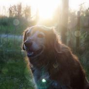 Nova scotia duck tolling retriever Marvin