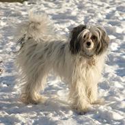 Chinese crested powder puff Xakira