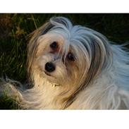 Chinese crested powder puff Xakira