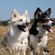 Border collie Skjernå Bordercollie Louis