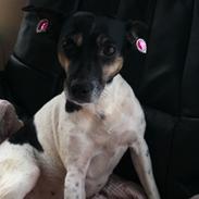 Dansk svensk gaardhund Nikki.<3