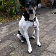 Dansk svensk gaardhund Nikki.<3