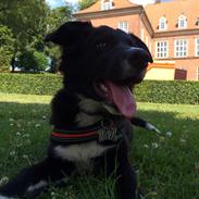 Border collie Panda