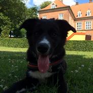 Border collie Panda