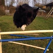 Islandsk fårehund Victor
