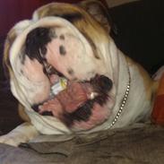 Engelsk bulldog Pablo Fredeline von Pappen d. III