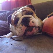 Engelsk bulldog Pablo Fredeline von Pappen d. III