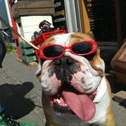 Engelsk bulldog Pablo Fredeline von Pappen d. III