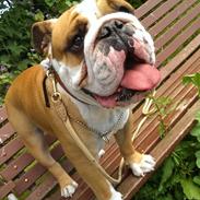 Engelsk bulldog Pablo Fredeline von Pappen d. III