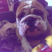 Engelsk bulldog Pablo Fredeline von Pappen d. III
