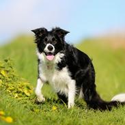 Border collie Maddie (RIP)